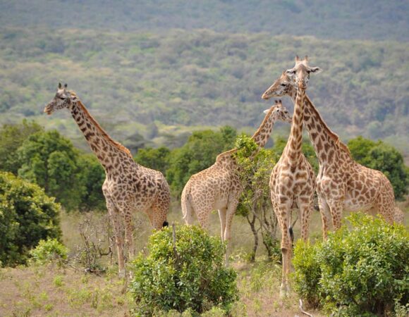 Incredible Tanzania – 4 Days