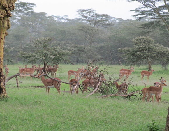 Thrilling Wildlife Expeditions - 3 Days