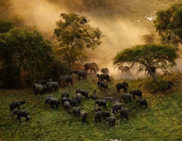 Serengeti Migration Safari - 6 Days