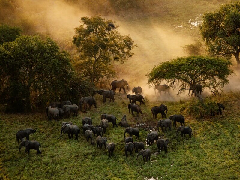 Serengeti Migration Safari - 6 Days
