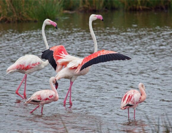 3-Day Private Safari to Nyerere National Park