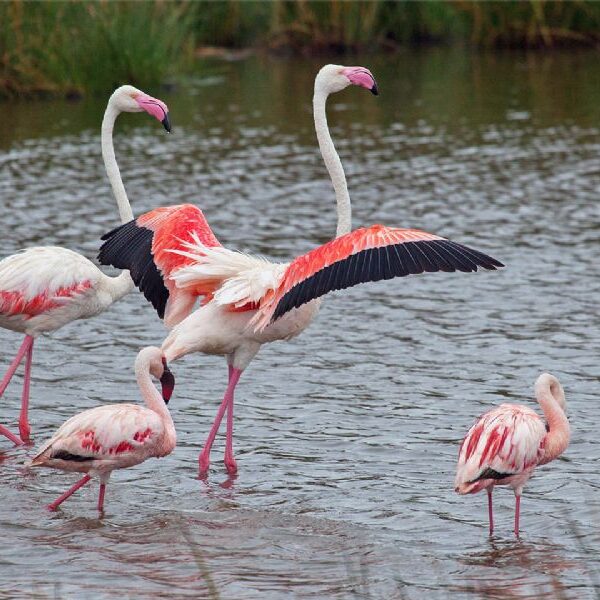 3-Day Private Safari to Nyerere National Park
