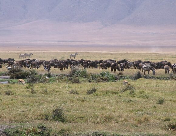 The Big Five Adventure - 5 Days