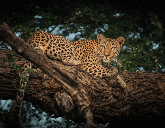 Safari & Maasai Experience – 5 Days