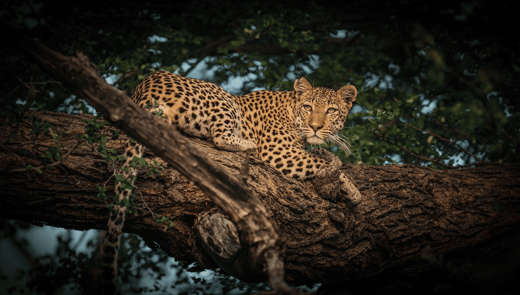 Safari & Maasai Experience – 5 Days