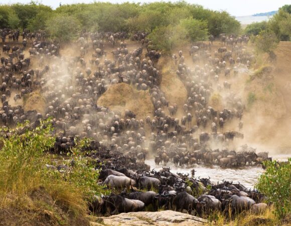 The Great Serengeti Migration - 7 Days
