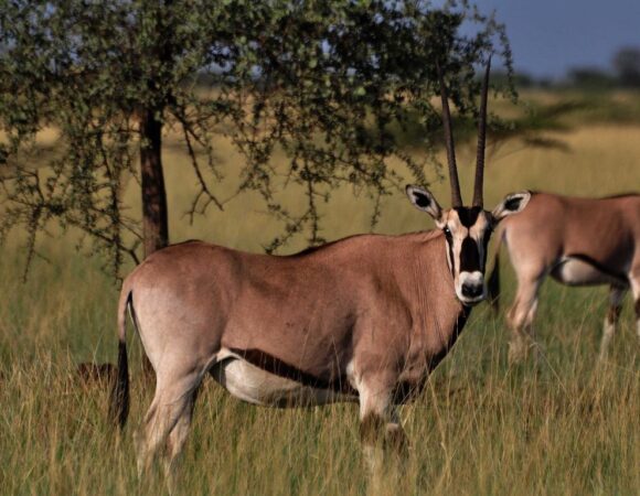 8 Days Safari,  Roam & Explore