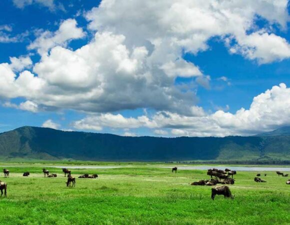 Ngorongoro Crater- Day trip
