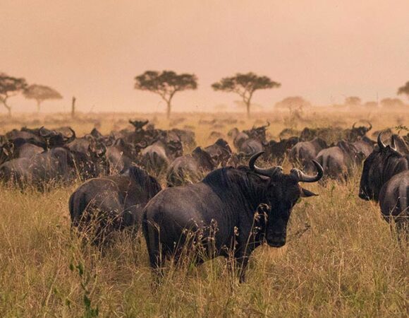 The Great Serengeti Migration - 9 Days