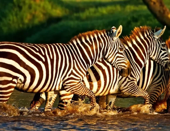 Combine Kenya Safari and Zanzibar Beach Holiday 10 Days