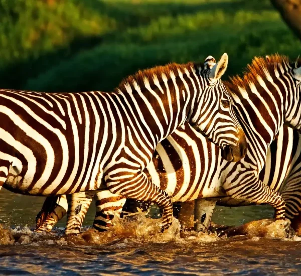 Combine Kenya Safari and Zanzibar Beach Holiday 10 Days
