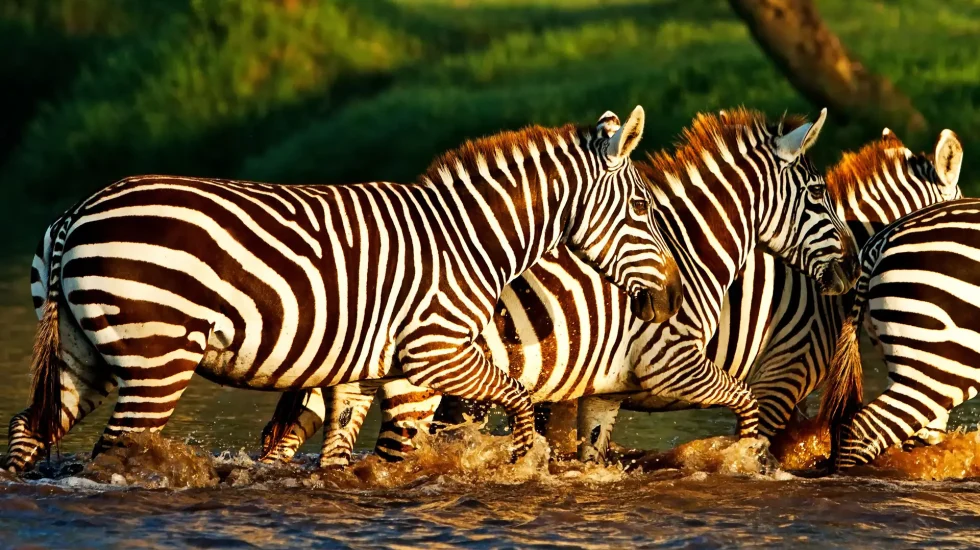Combine Kenya Safari and Zanzibar Beach Holiday 10 Days