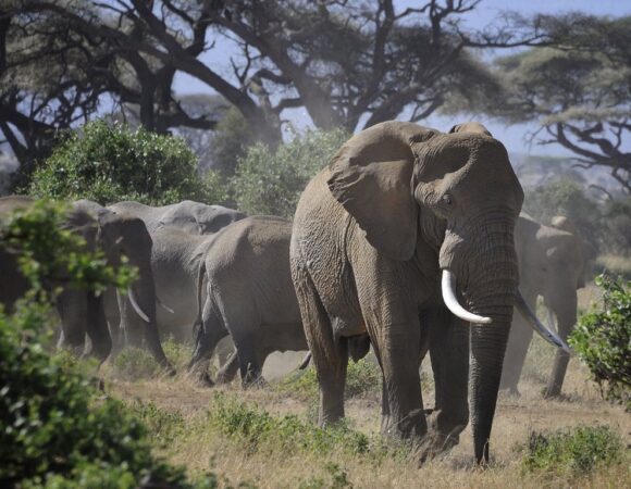 Tarangire National Park Day Trip
