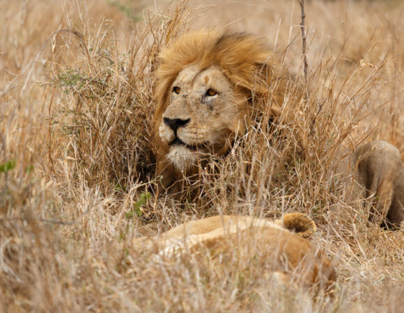 3-Day Quick and Classic Mikumi Wildlife Safari by Sgr